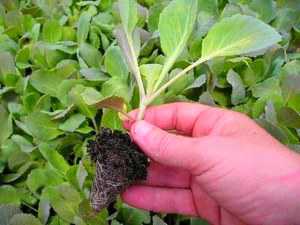 Если огородник не хочет лишний раз пересаживать рассаду капусты, то целесообразно сеять семена непосредственно в отдельные ёмкости