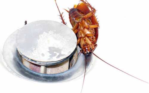 Как избавиться от тараканов навсегда