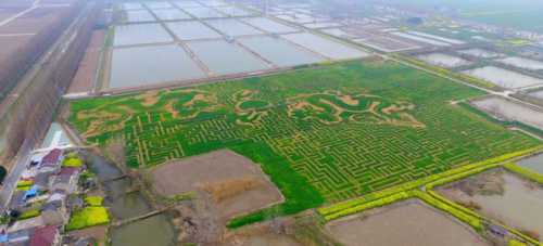 В Японии на рисовых полях создают огромные картины
